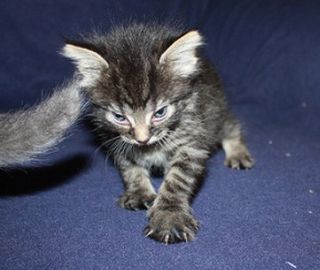 Cutest kitten pic 01