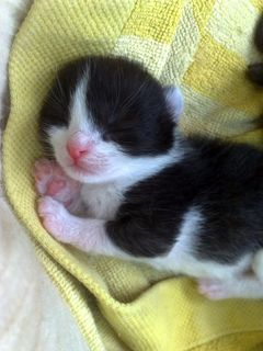 Cutest kitten pic 02