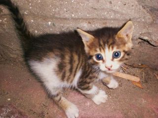 Cutest kitten pic 01