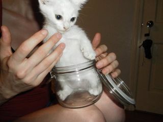 Cutest kitten pic 02