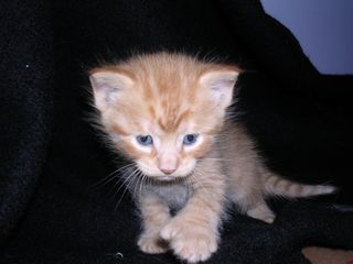 Cutest kitten pic 02