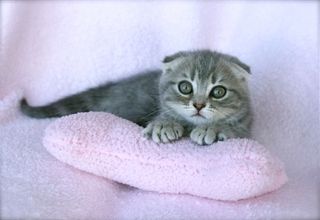 Cutest kitten pic 02