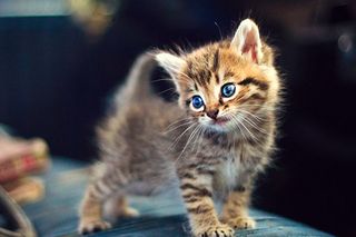 Cutest kitten pic 01