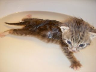 Cutest kitten pic 01