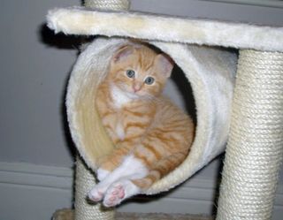 Cutest kitten pic 01