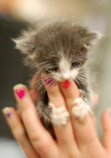 Cutest kitten pic 02