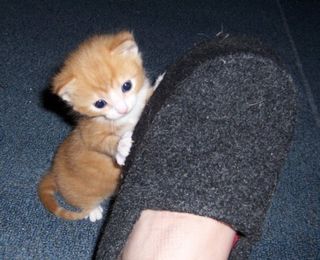 Cutest kitten pic 01