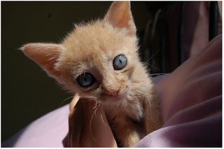 Click on the image to see another cute kitten photo